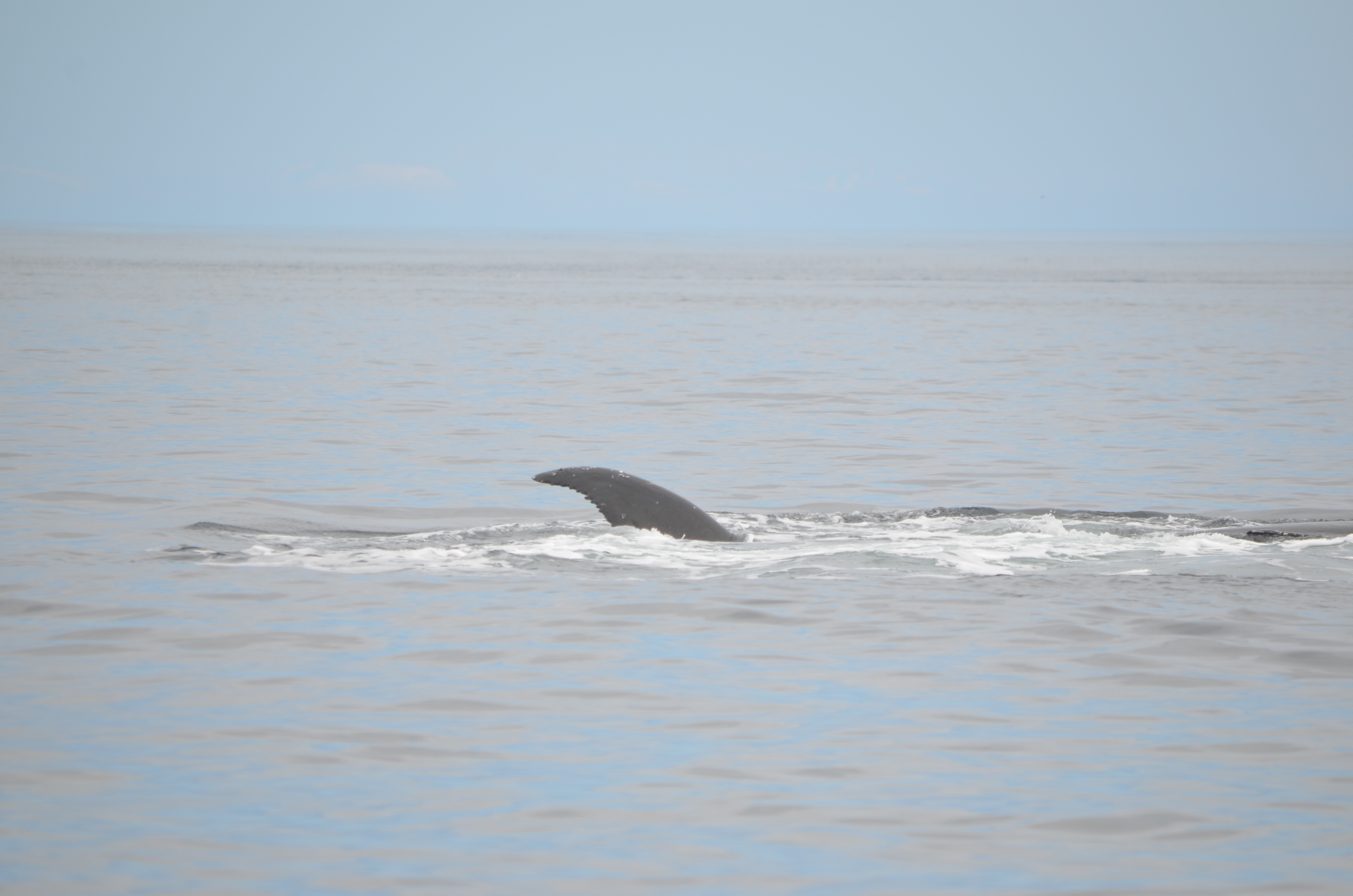 photos/wildlife/Mammal_Species/Humpback Whale/DSC_0180.JPG